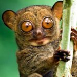 Adult Western Tarsier, Lowland dipterocarp rain forest, Danum Valley, Sabah, Borneo.