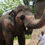 PAKISTAN-WILDLIFE-ELEPHANT