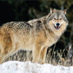 Grey Wolf