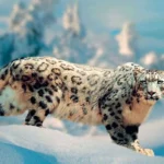 Snow Leopard