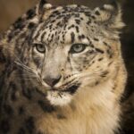 Snow-leopard-Pakistan