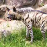 Striped Hyena