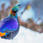 1 – Himalayan Monal