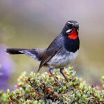 3 – Himalayan Rubythroat