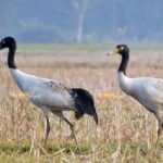 4 – Black Necked Crane