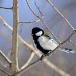 5 – White Cheeked Tit